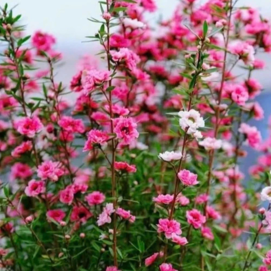 New Zealand Tea Manuka Live Starter Plant Manuka Tea Tree, 4-6″Tall, Ship No Pot