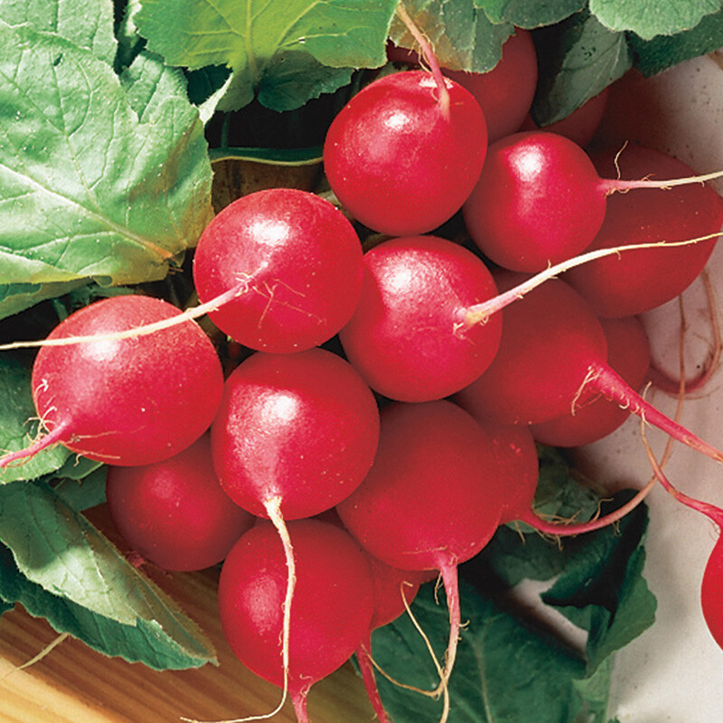 HEIRLOOM SALAD GARDEN SEEDS lettuce, spinach, tomato, radish, zuke NON-GMO!