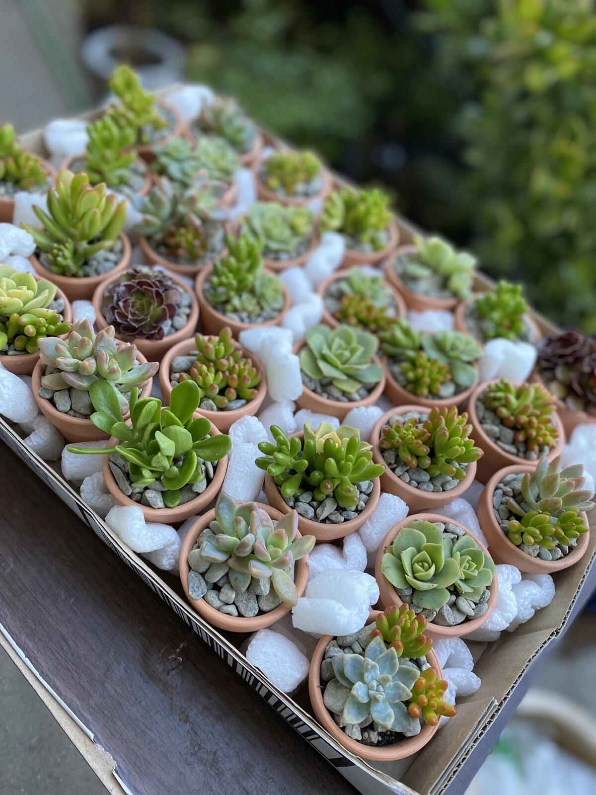 60 Ct Party Favor Kit Assorted Succulent CUTTINGS & 2 In Terracotta Pot