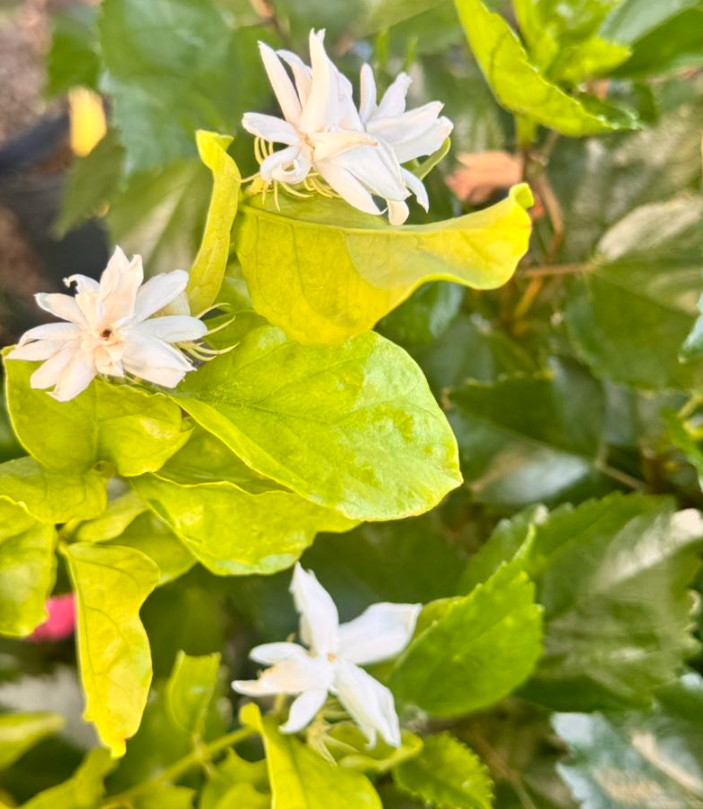 Jasmine Belle of India Plant Arabian Jasmine Star White Flower Plant 4-6″Tall