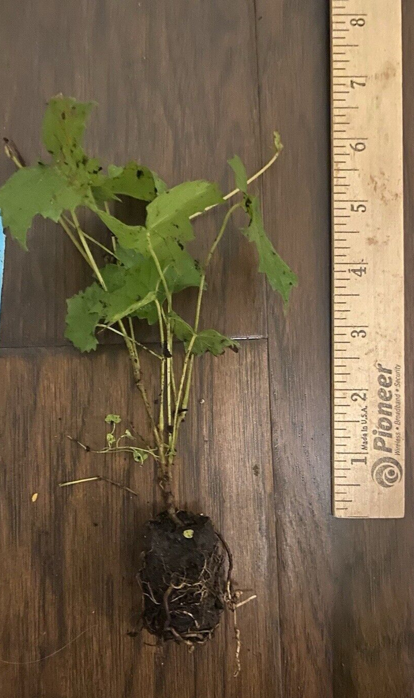 Carlos Bronze Muscadine Grape Vitis- 1 Live TC Plant/Plug – 4-8 inches -Edible!