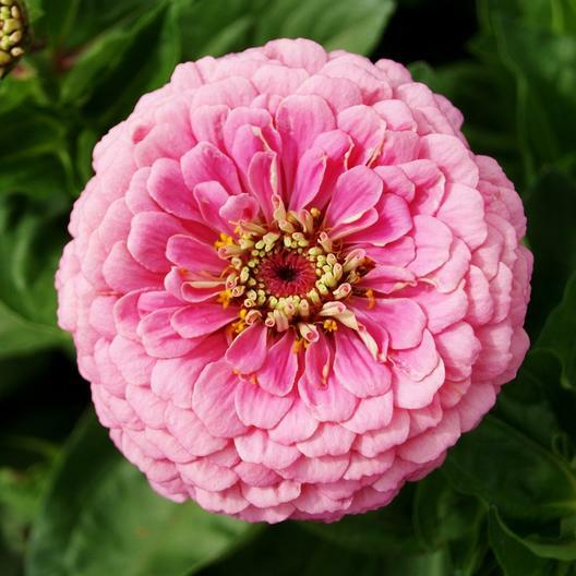 Zinnia LUMINOSA PINK Huge Blooms Butterflies Hummingbirds Non-GMO 200 Seeds!