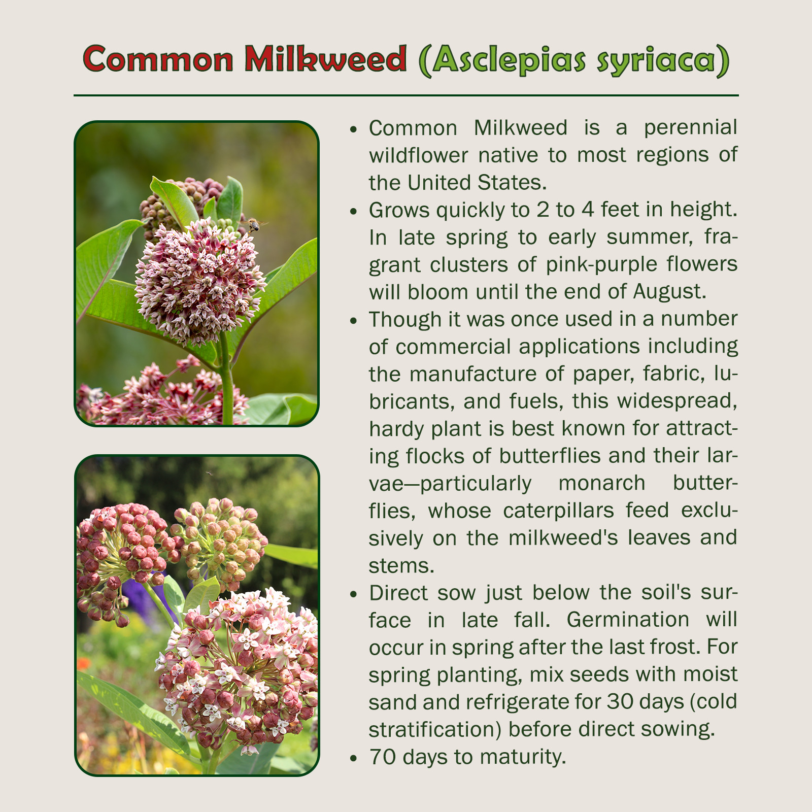 200 Common Milkweed Seeds, Monarch Butterfly Attractor & Host Plant, Genuine USA