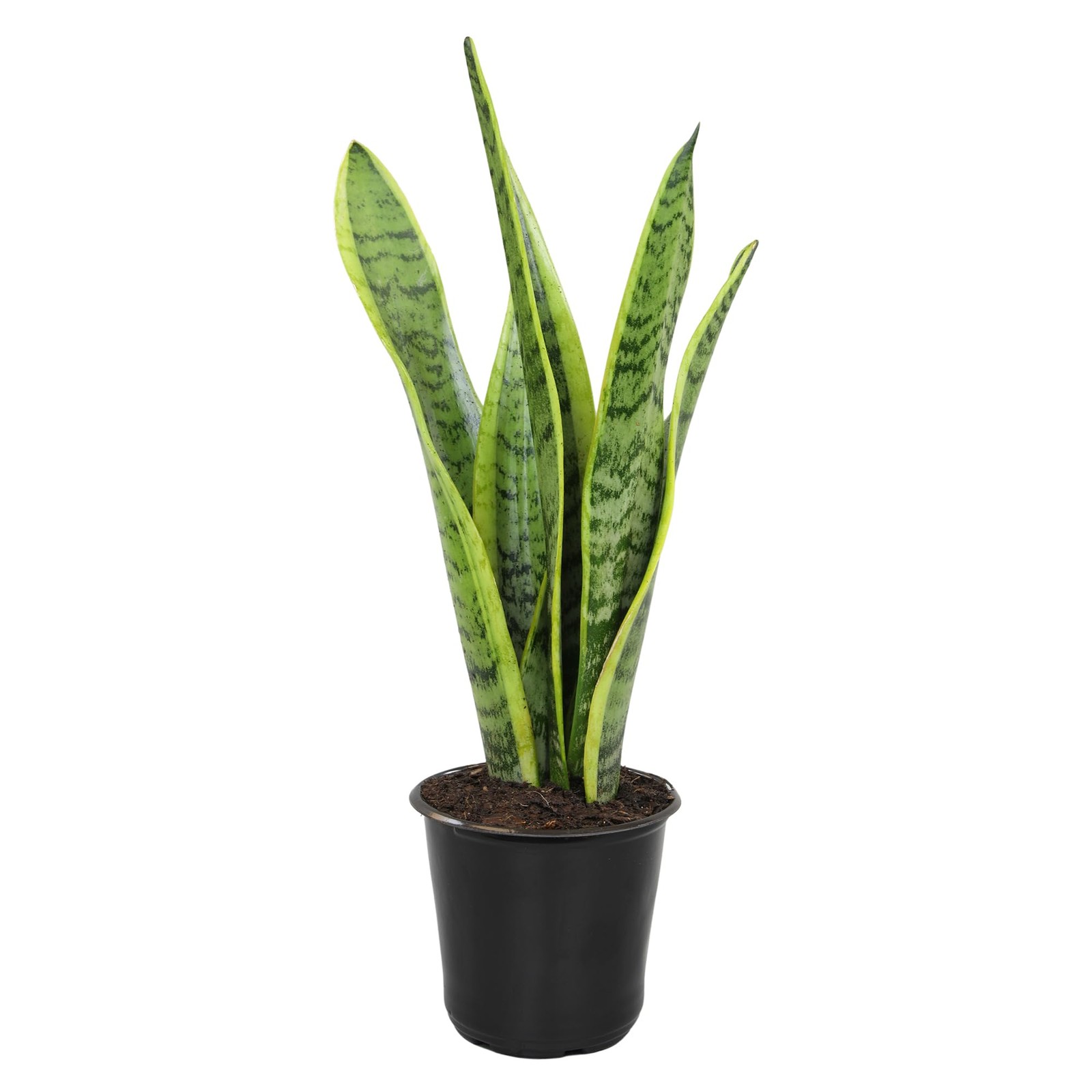 Planta Sansevieria Zeylanica Resistente Para Interiores Lengua De Suegra