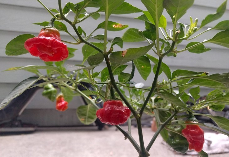 RARE✿ Heirloom Red Scotch Bonnet Hot Pepper 15 Seeds ●Prolific