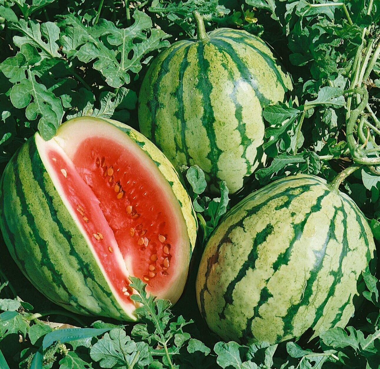 20 New Harvest of Quality Sweet Dixie Queen Watermelon Seeds-A 26