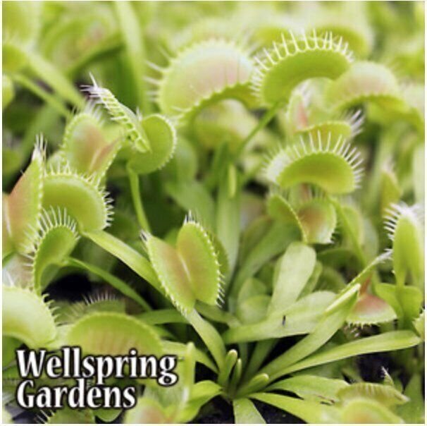 King Henry Venus Fly Trap Carnivorous Plant – Dionaea muscipula – Live Plant