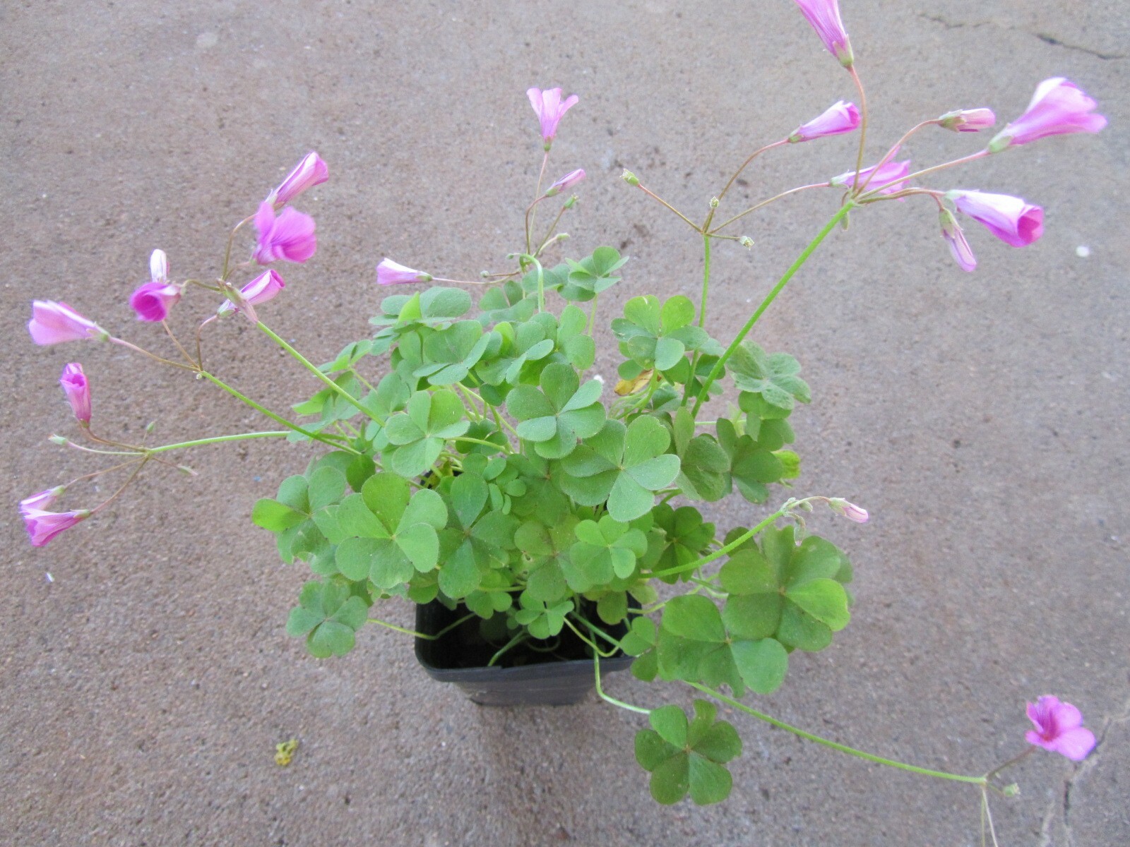 3 plants Pink Oxalis Wood Sorrel Fresh Ready To Plant