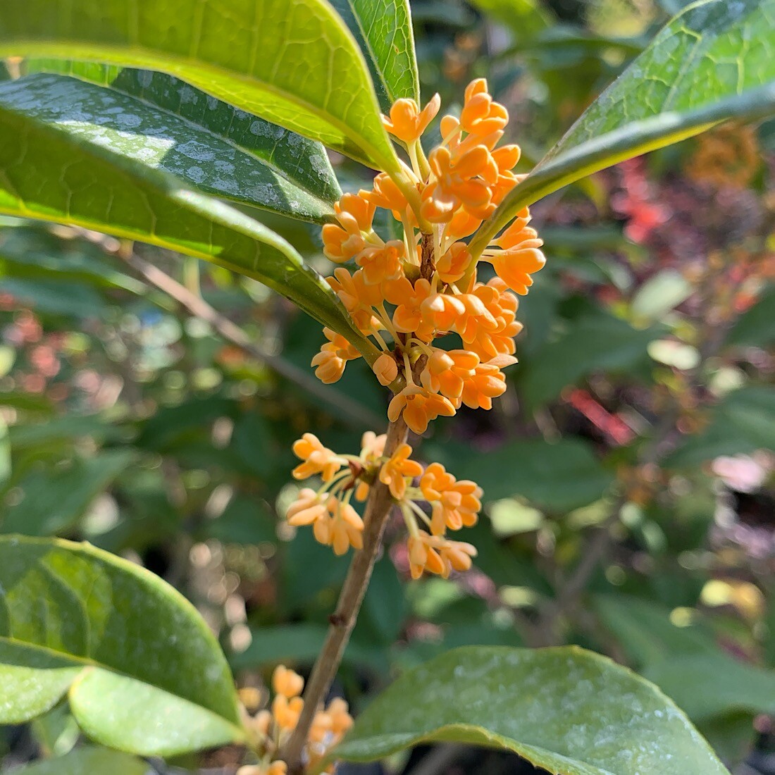 APRICOT ECHO Fragrant Tea Sweet Olive Osmanthus fragrans~~Rooted Starter Plant