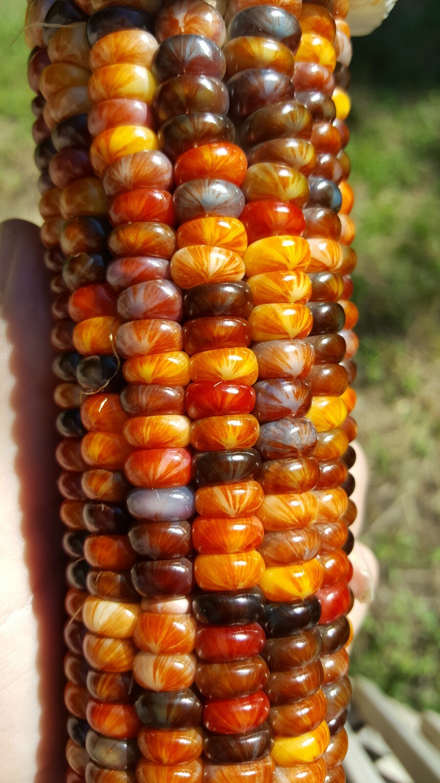 Rare Giant Indian Corn Seeds X50!Colorful Massive Ears,Ornamental!Easy To Grow!