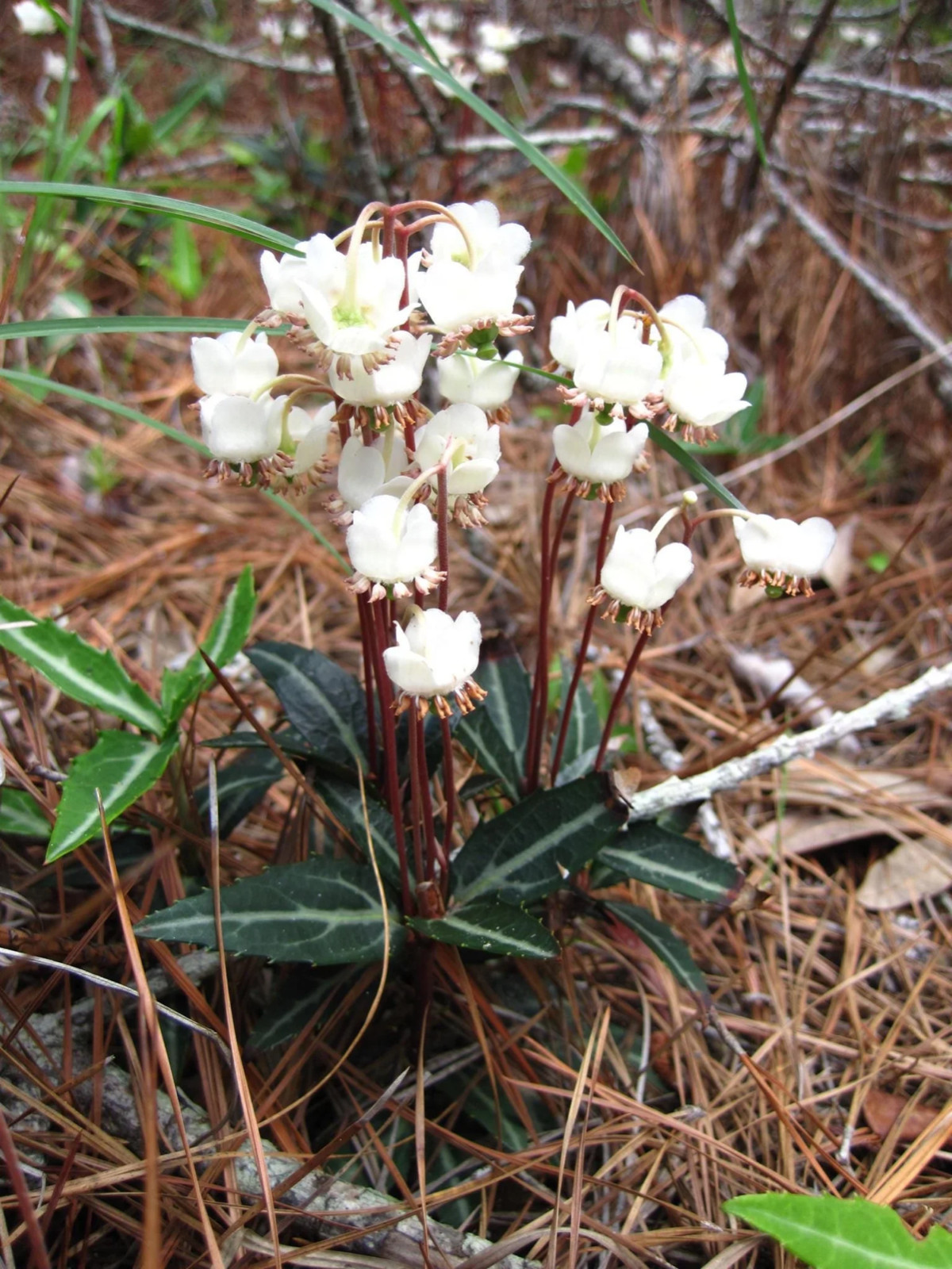 3 Rat’s Vein Striped Wintergreen Chimapihla Maculata Bare Root