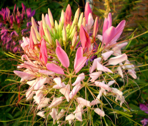 SPIDER FLOWER ROSE QUEEN Cleome Hasslerianai – 100 Bulk Seeds