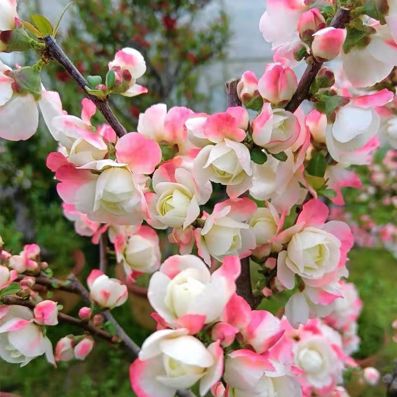 Chinese Quince (Pseudocydonia sinensis) Multi Double petals 彩玉贴梗海棠 small Size