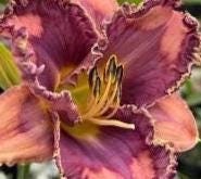 You’ve Got Soul Eyezone Rebloomer Hemerocallis / Daylily Bare Root Plant
