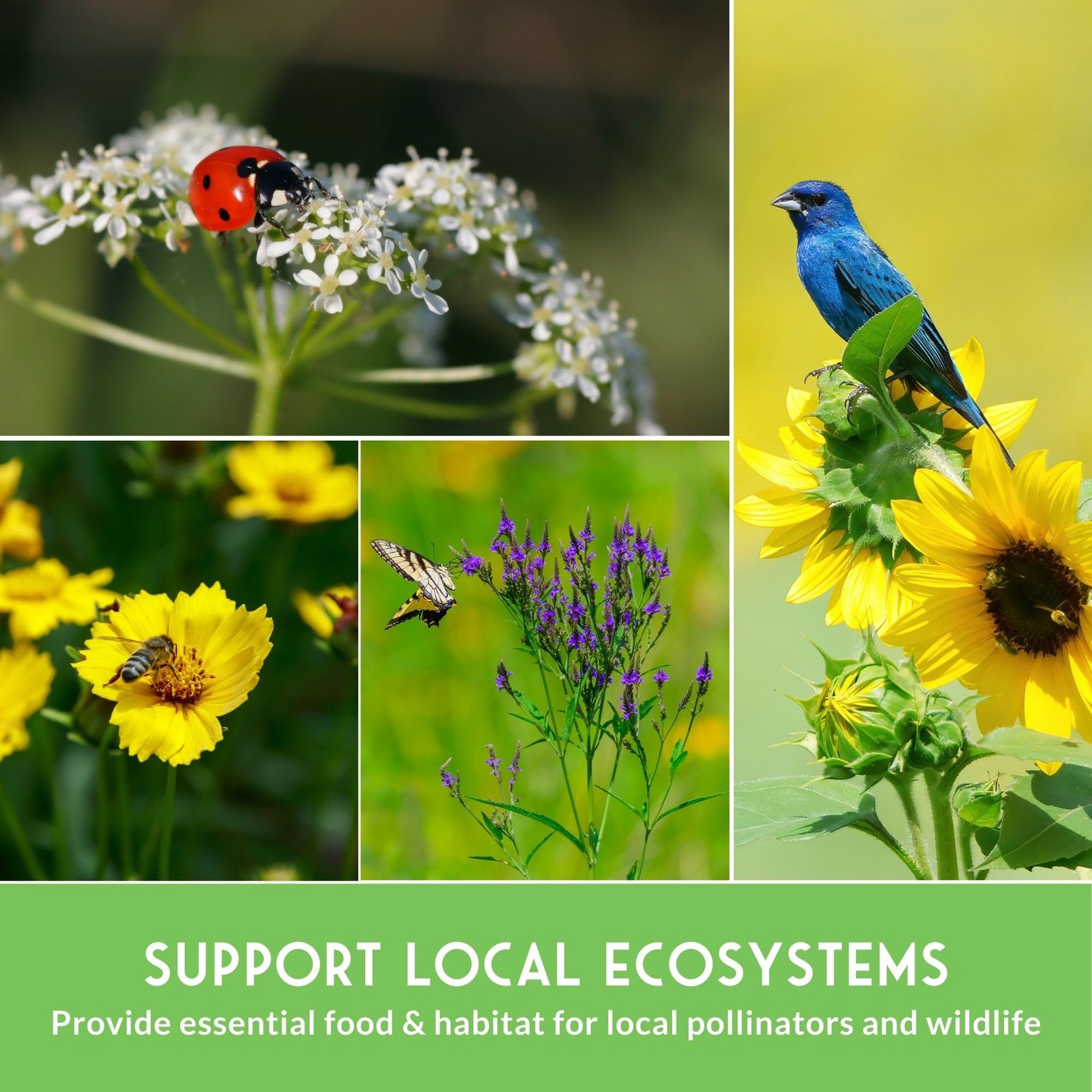 Native Wildflower Seeds for Planting 24 Variety Pack – Perennial & Annual Nor…
