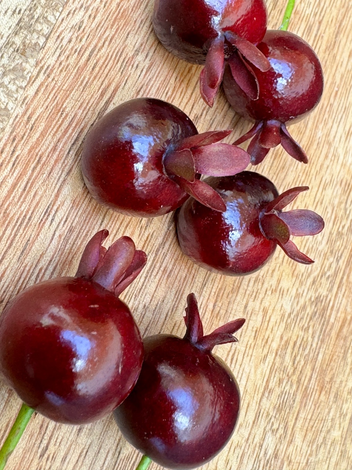 Dwarf Grumichama Eugenia Itaguehiensis Cherry Tropical Fruit Tree Starter plant
