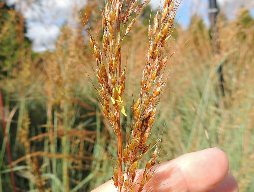 501+INDIAN GRASS Seeds Native Prairie Wildflower Ornamental Poor Soils Heat Cold