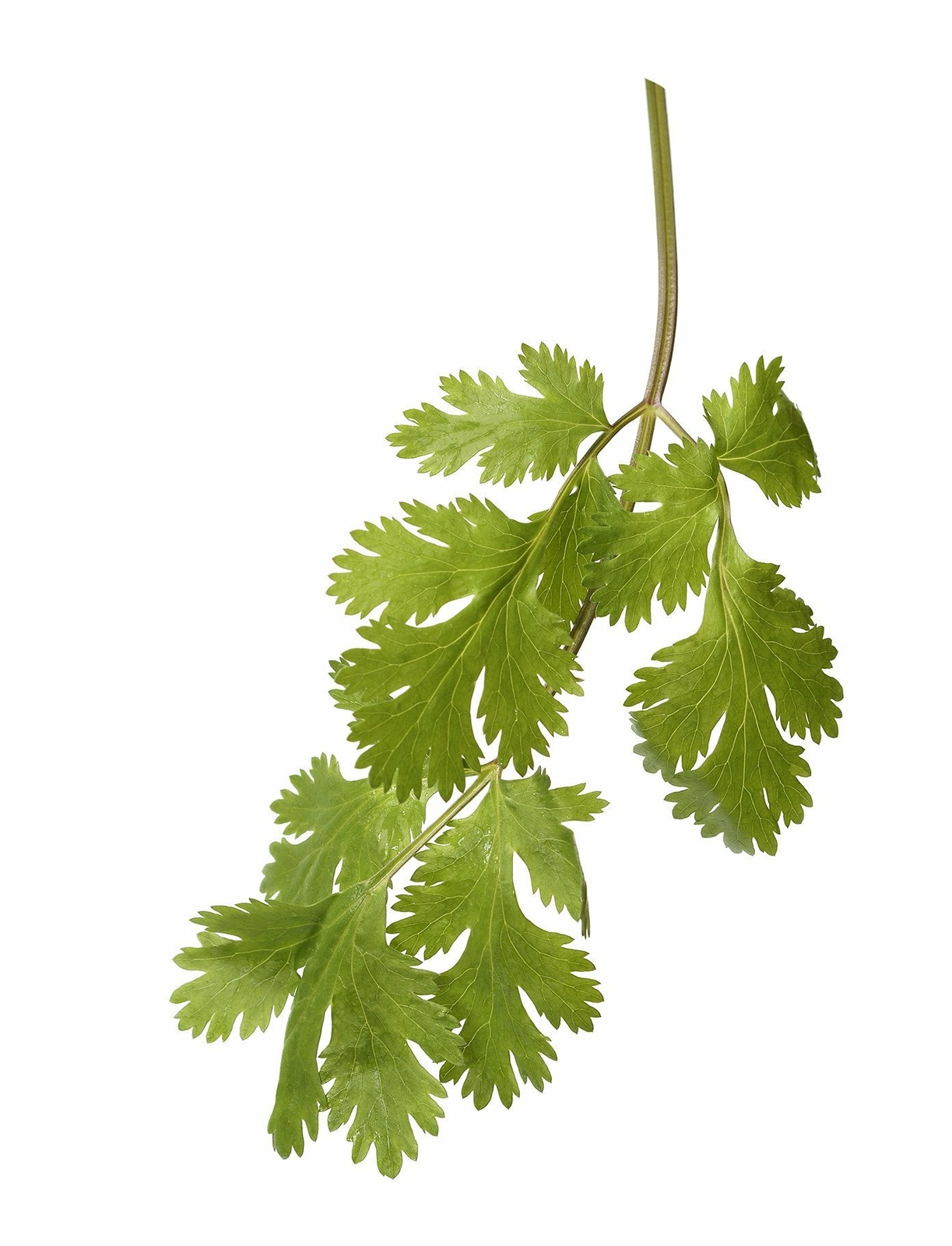 Organic Cilantro – Coriandrum sativum