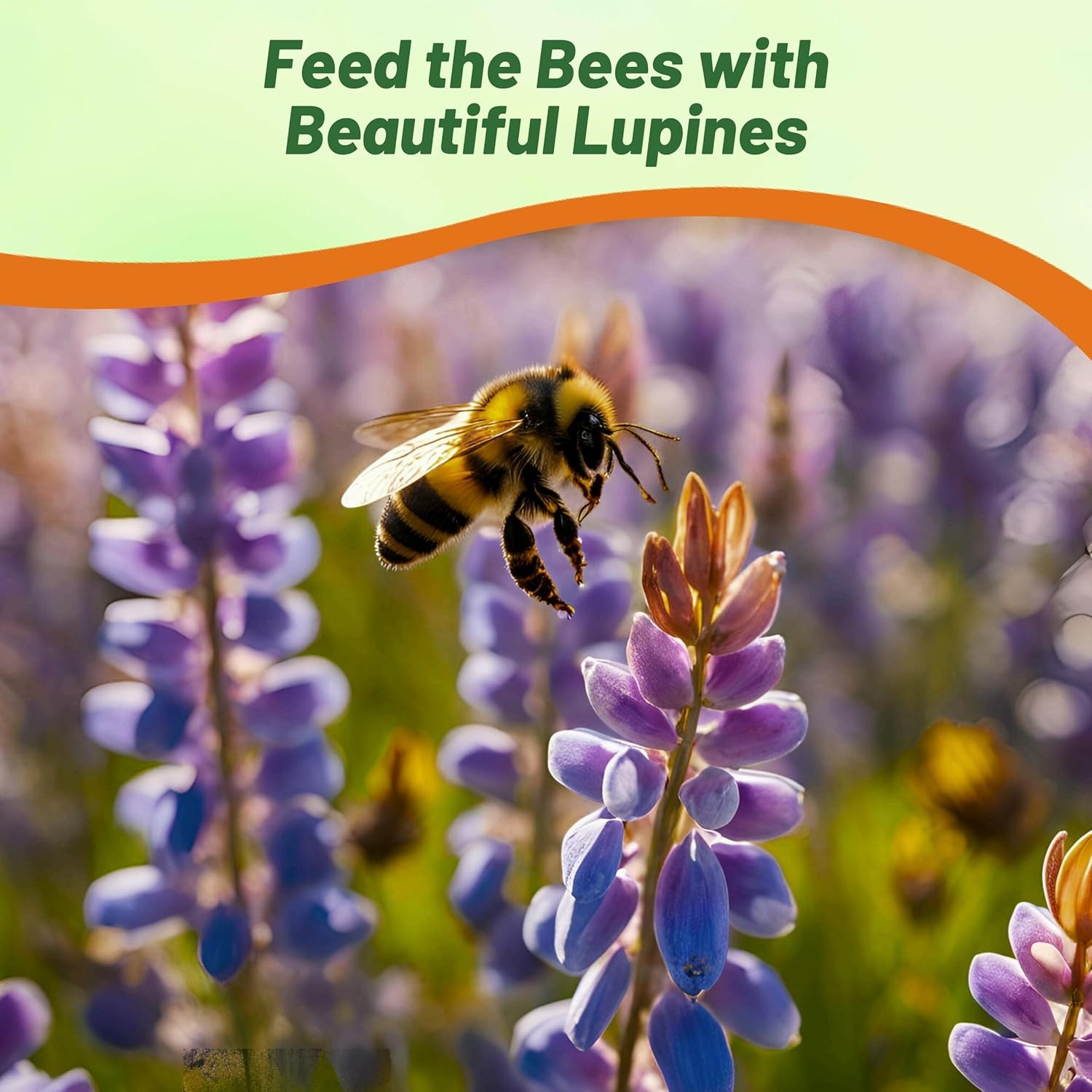 500 Seeds Blue Perennial Lupine Seeds For Planting | Lupinus Perennis Wild