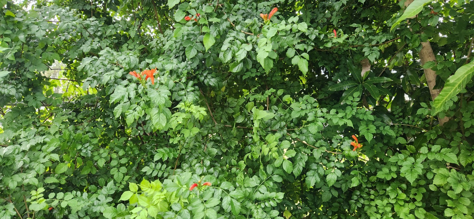 Rooted Cape HoneySuckle – Tecomaria Capensis attracts Butterflies Hummingbirds