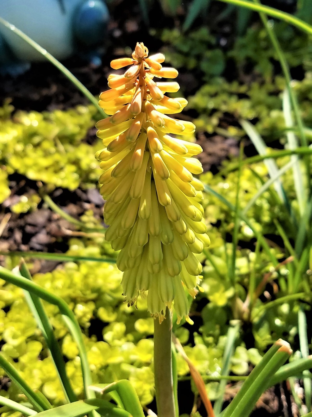 KNIPHOFIA “SPANISH GOLD “- Perennial – 2 plants