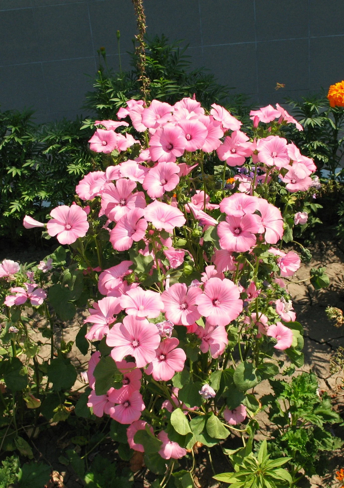 Blush Pink Regis Rose Mallow Seeds – For 2025 Planting Malva Trimestris