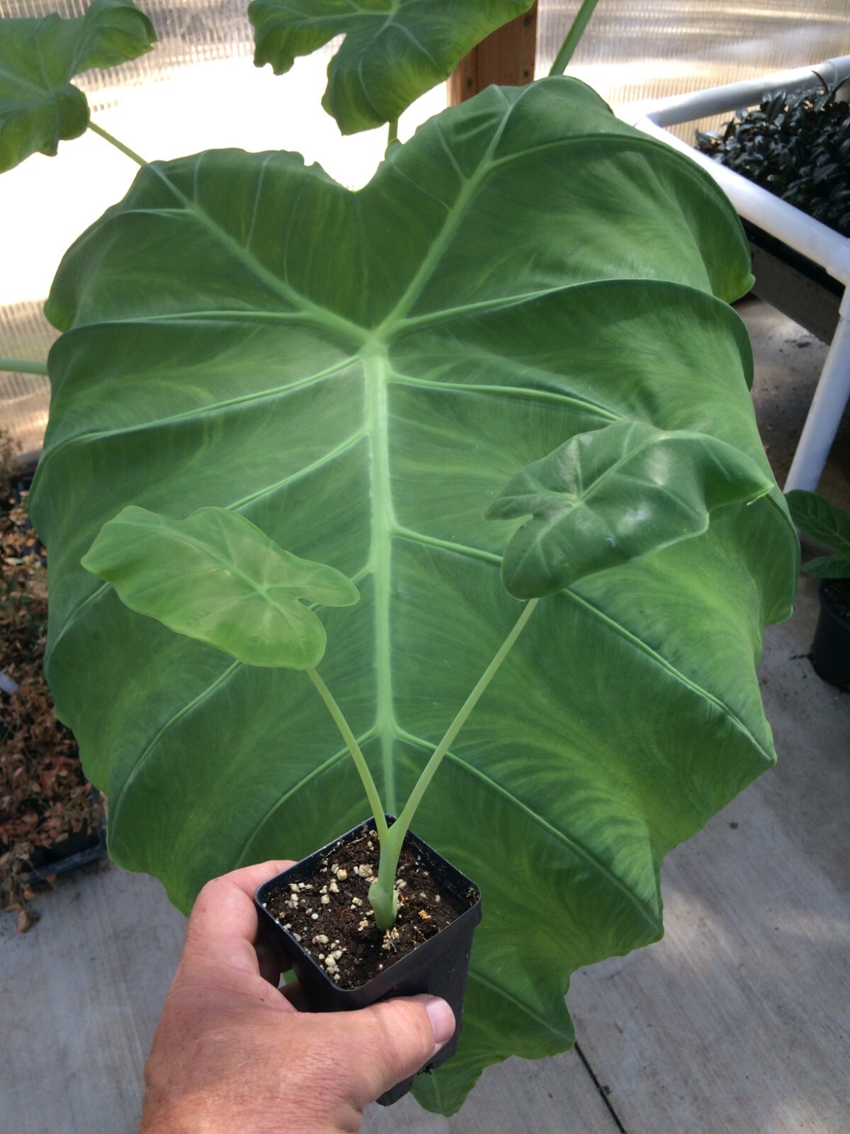 Colocasia – ‘Thai Giant’ – Elephant Ear