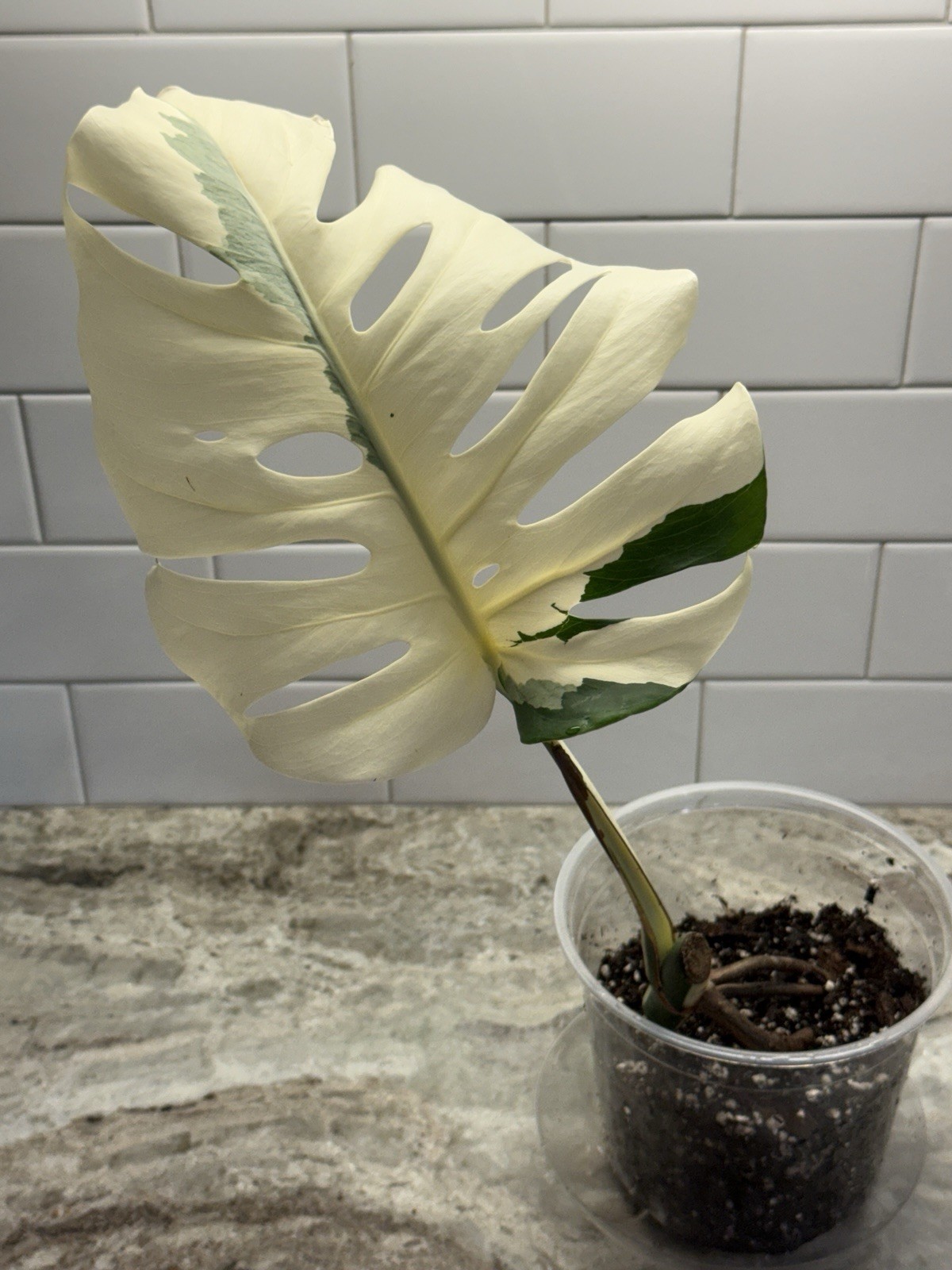 High Variegation Fully Rooted Monstera Albo Activated Growth Point