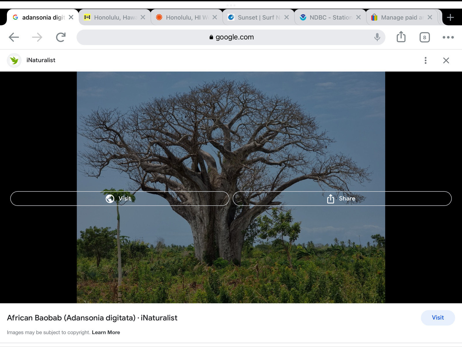 ***1000***Adansonia digitata seeds***Baobab***Dead rat***