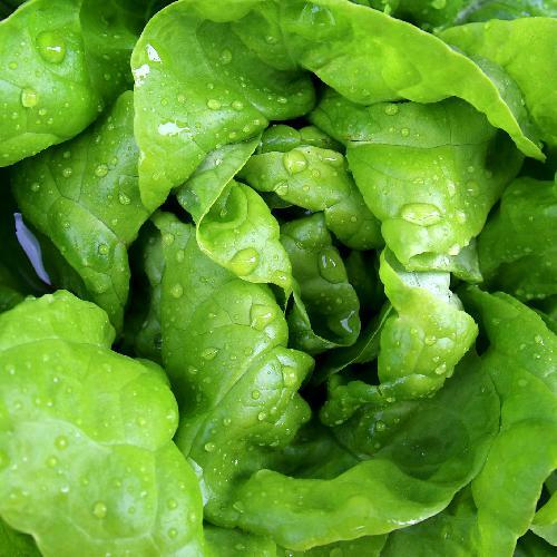 Bibb Lettuce Seeds | 500 Seeds | Non-GMO | Free Shipping | Seed Store | 1103