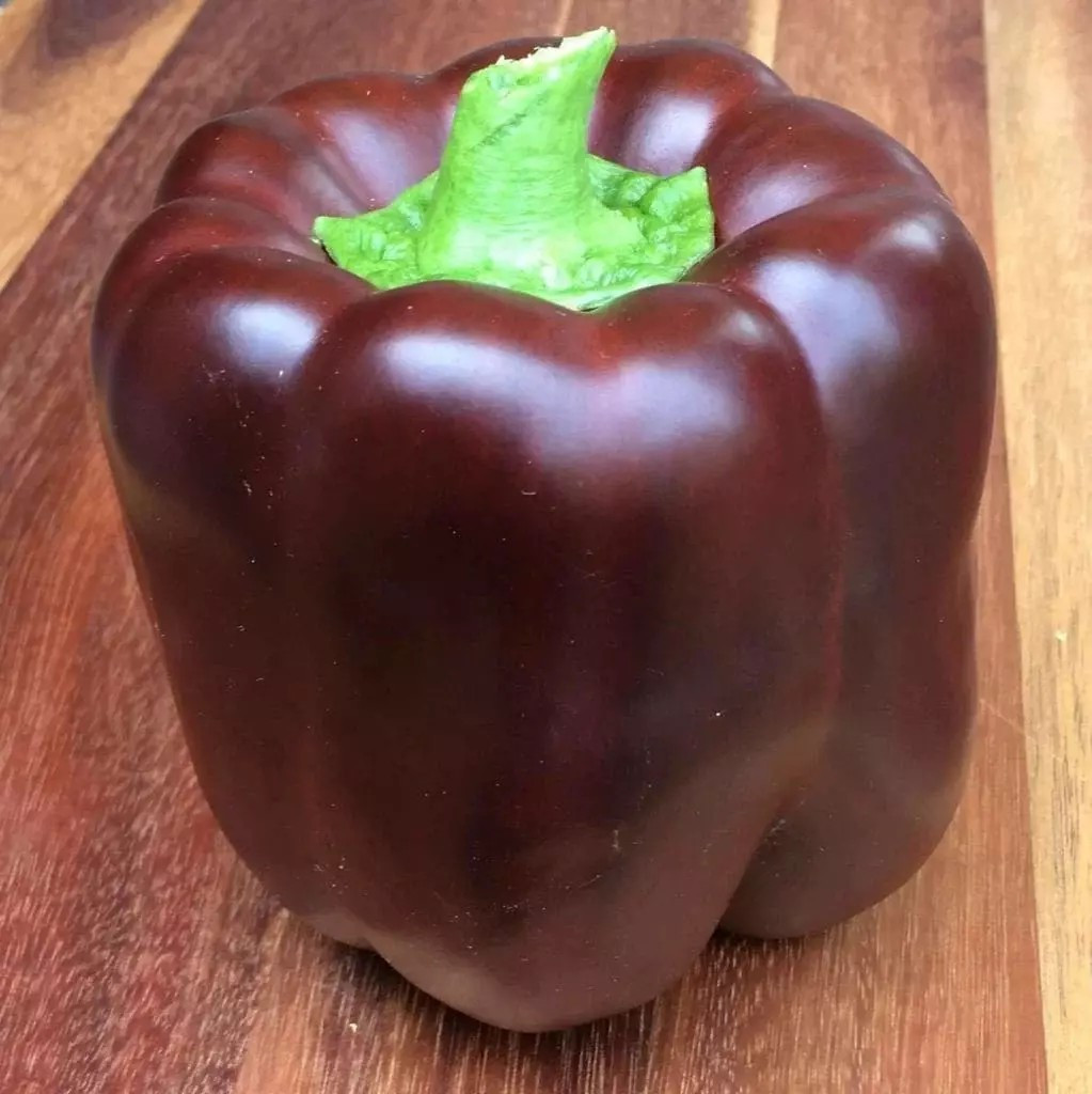 200+ CHOCOLATE BELL PEPPER SEEDS — SWEET —- HEAIRLOOM — ORGANIC — NON GMO
