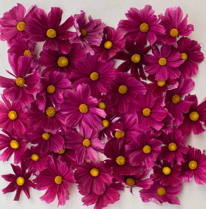 Cosmos RUBENZA Unique Ruby Color Pollinators Dwarf Butterflies Non-GMO 100 Seeds