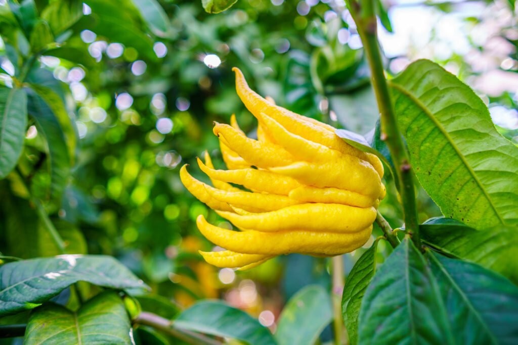 Citrus Citron Buddha Hand – 3 cuttings , no roots