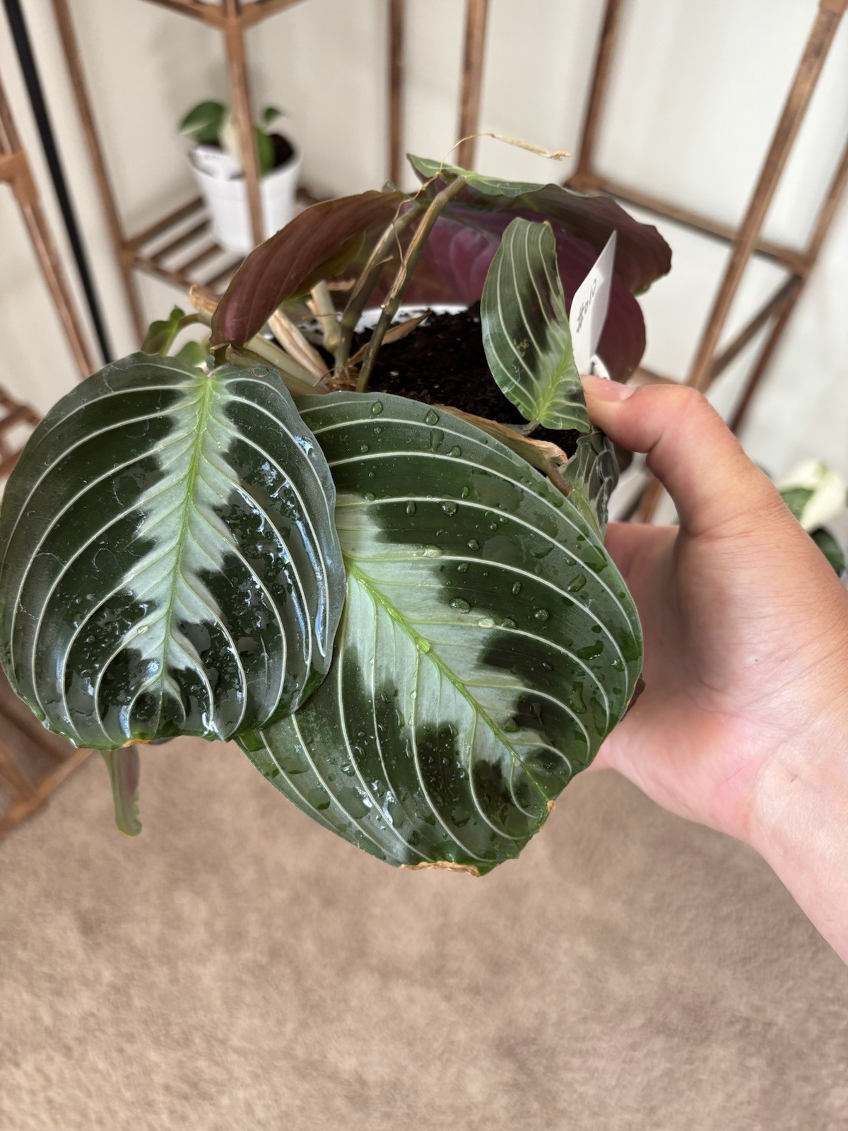Marantha Black Prayer 6″ Pot Rare Exact Plant #010