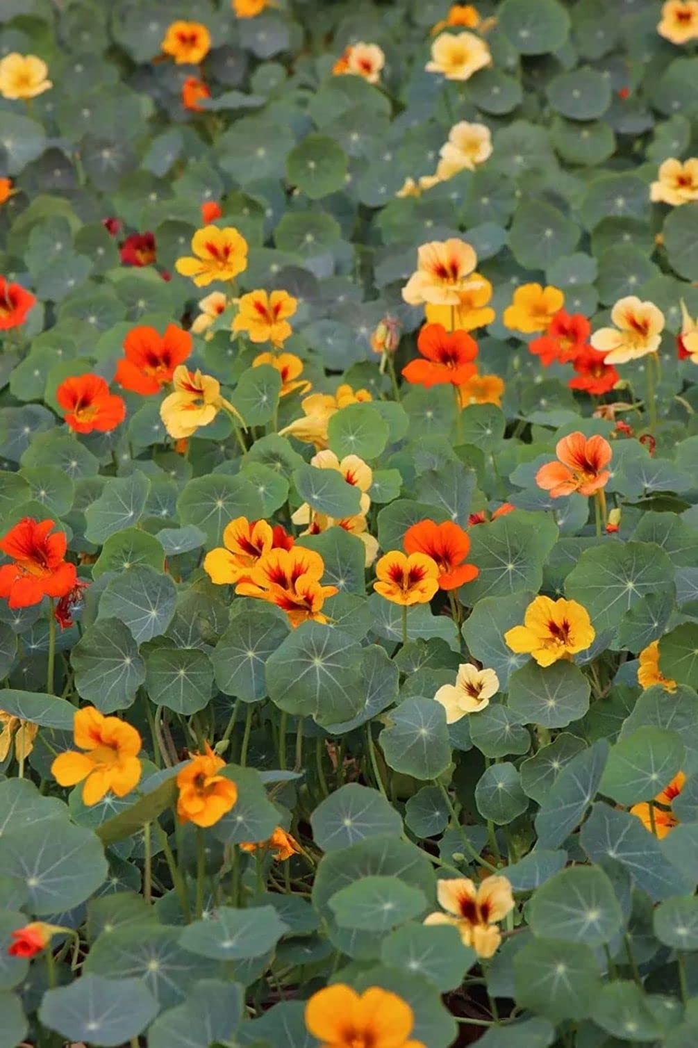50 Pcs Nasturtium (Tropaeolum Nanum) Flower Seeds Non-GMO Plant