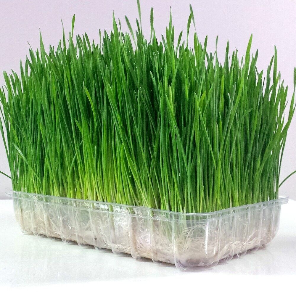 Wheatgrass Seeds – Cat Grass – Seeds – Non Gmo 600-700 seeds