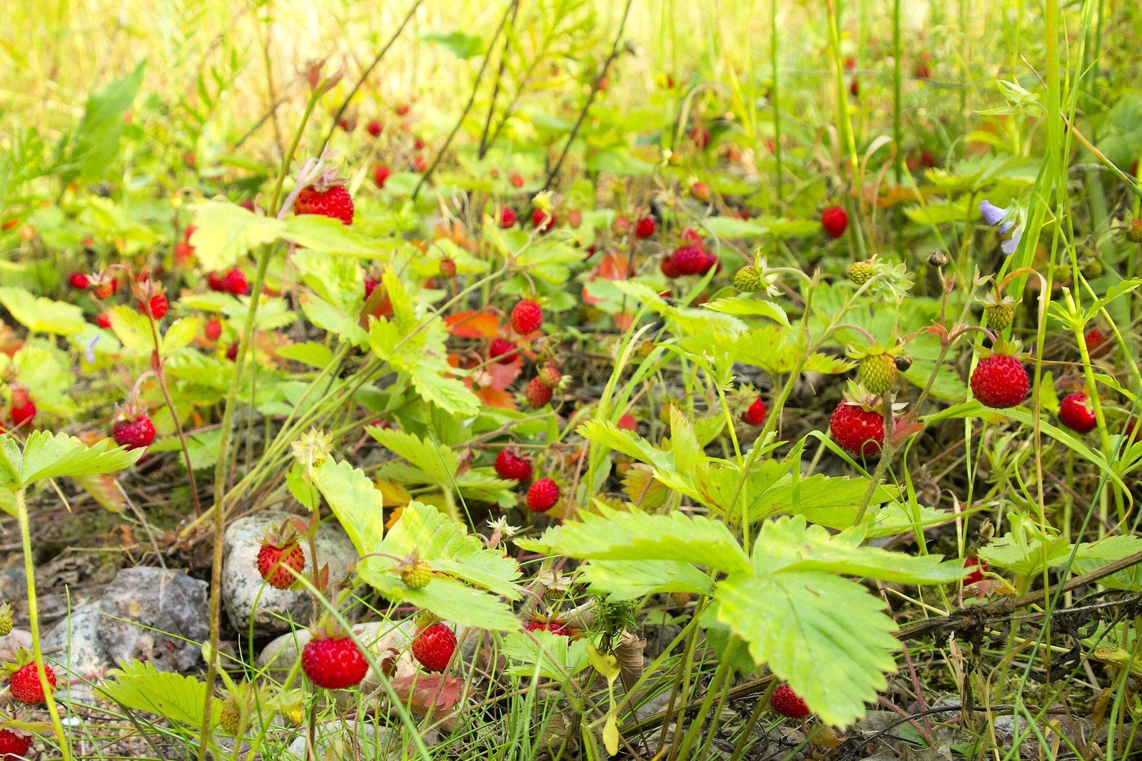 80 California WOODLAND STRAWBERRY Fragaria Vesca Bracteata Red Berry Fruit Seeds