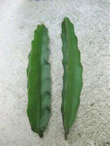 2X Rixford DRAGON Fruit Flesh Cutting Purple 8″ to 12″ inch long