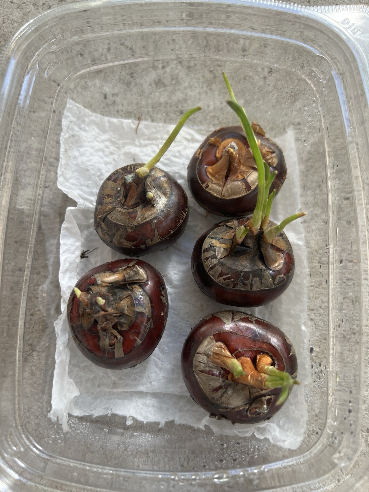 5 Sprouted Water Chestnut Bulbs Eleocharis Dulcis Ready to Plant