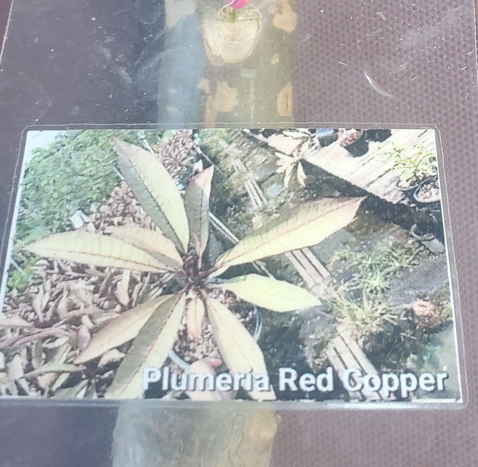 Plumeria Frangipani plant Red Copper grafted well rooted approx. 15″+