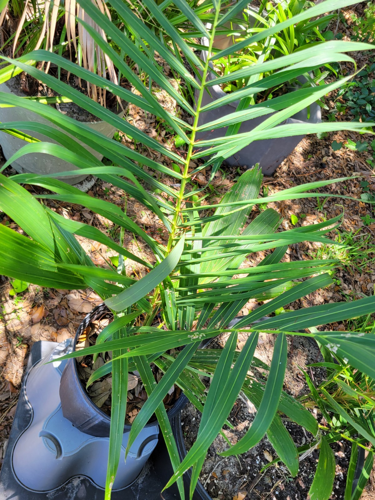 Acrocomia aculeata Palm Tree in 2 Gallon Container