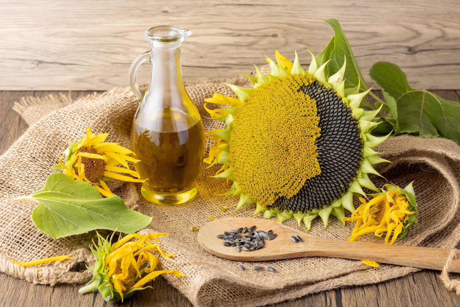 50 HOPI COMMON SUNFLOWER Helianthus Annuus Flower Seeds