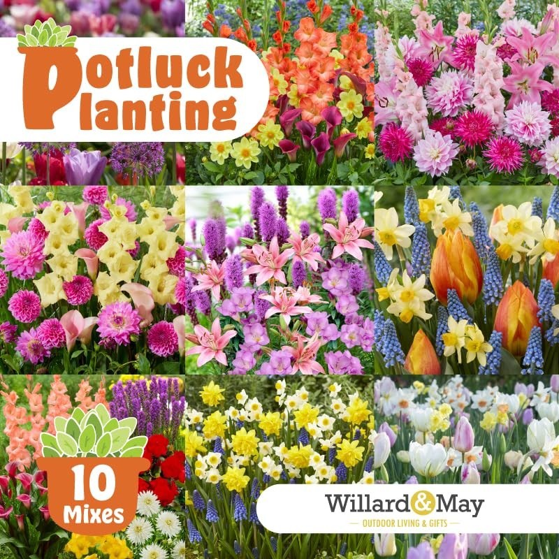 All-in-One Flower Bulb Garden Kit – 24 Mixed Bulbs – Dahlias, Gladiolus, Lilies