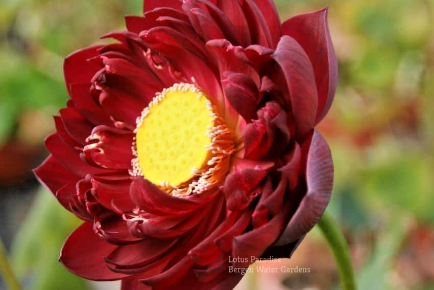5 BLACK RED LOTUS SEEDS – Nelumbo Nucifera – ( Mo Hong Lotus )