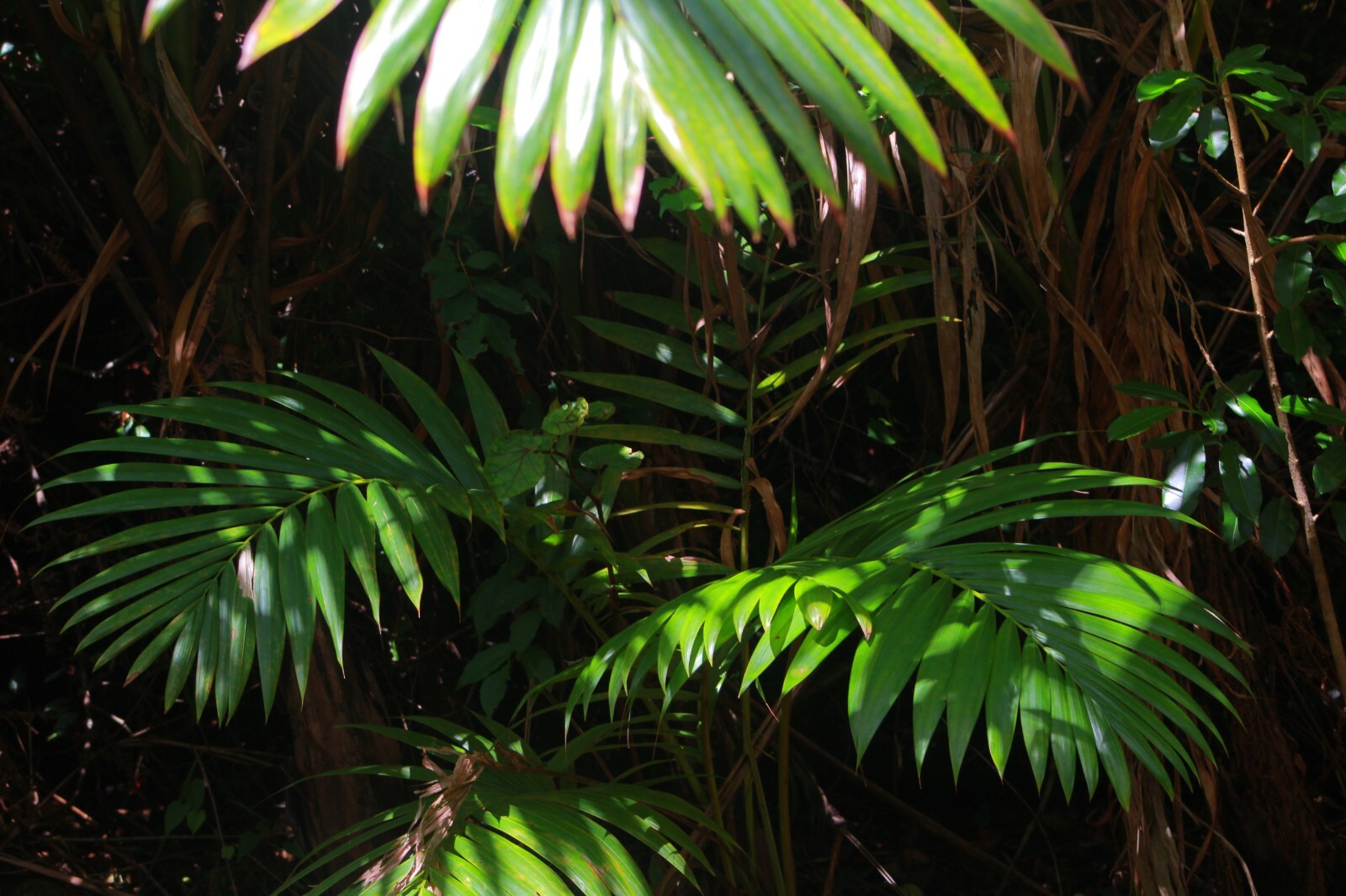 x2 LIVE Bare root : Prestoea Acuminata Sierra Palms Rare Shade Exotic palm