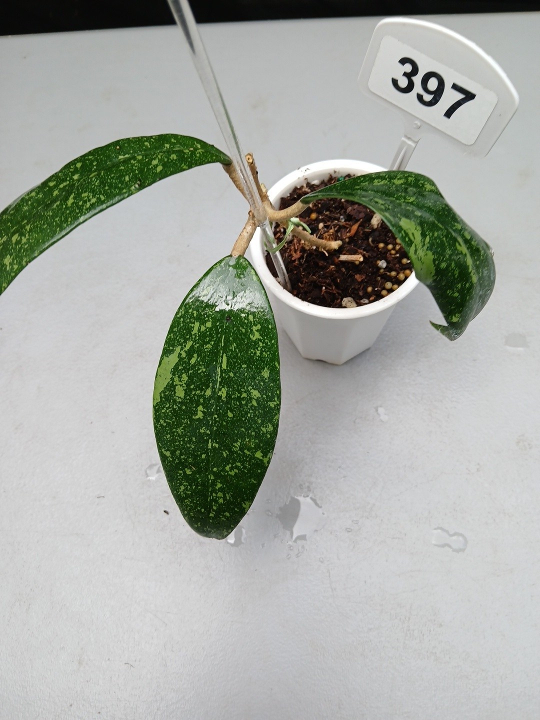 #397- HOYA VIETNAM SPLASH LIVE PLANT, LARGE LEAF,