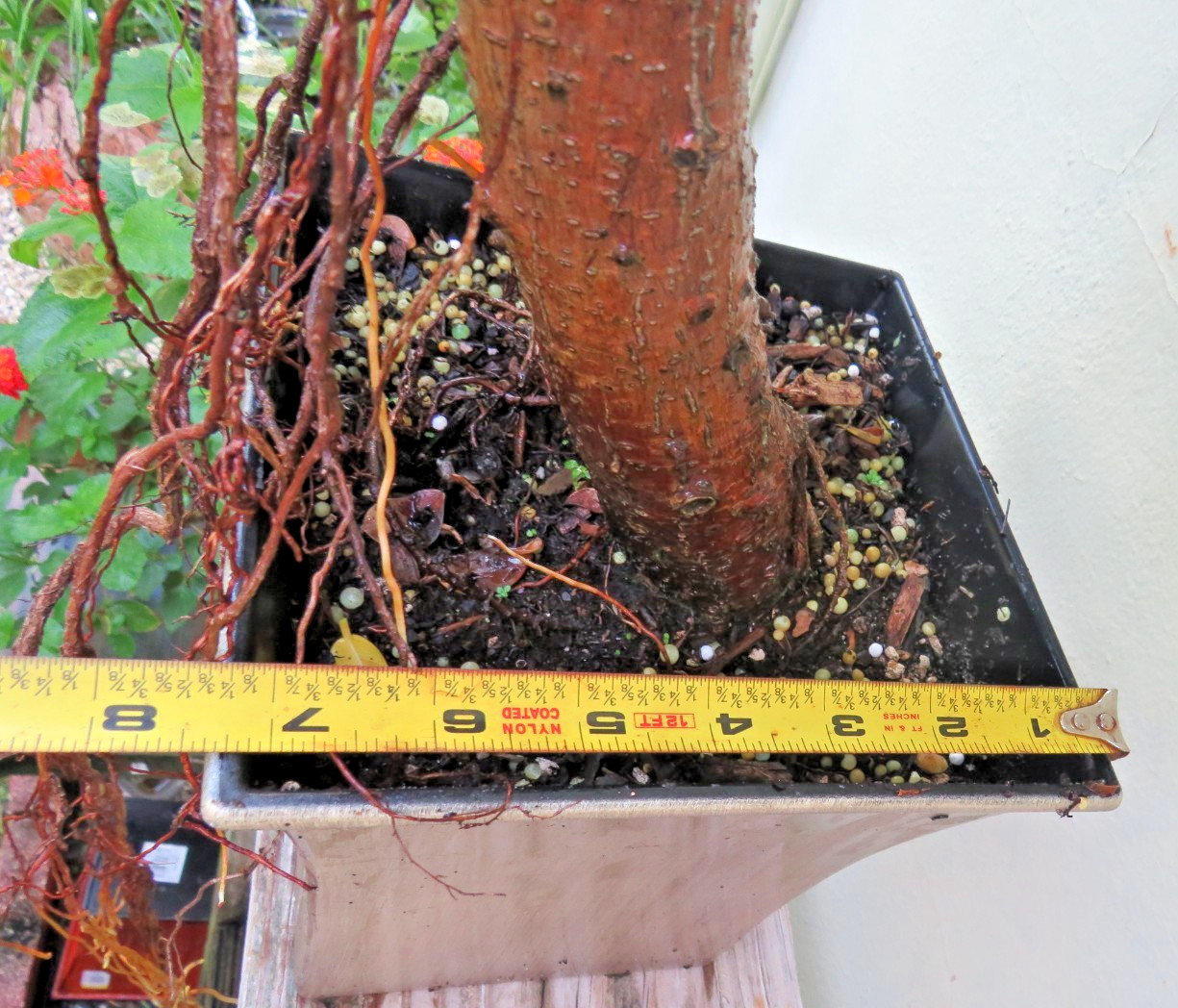 Ficus microcarpa Live Green Island Fig Tree Indoor, areal roots, Tropical Bonsai