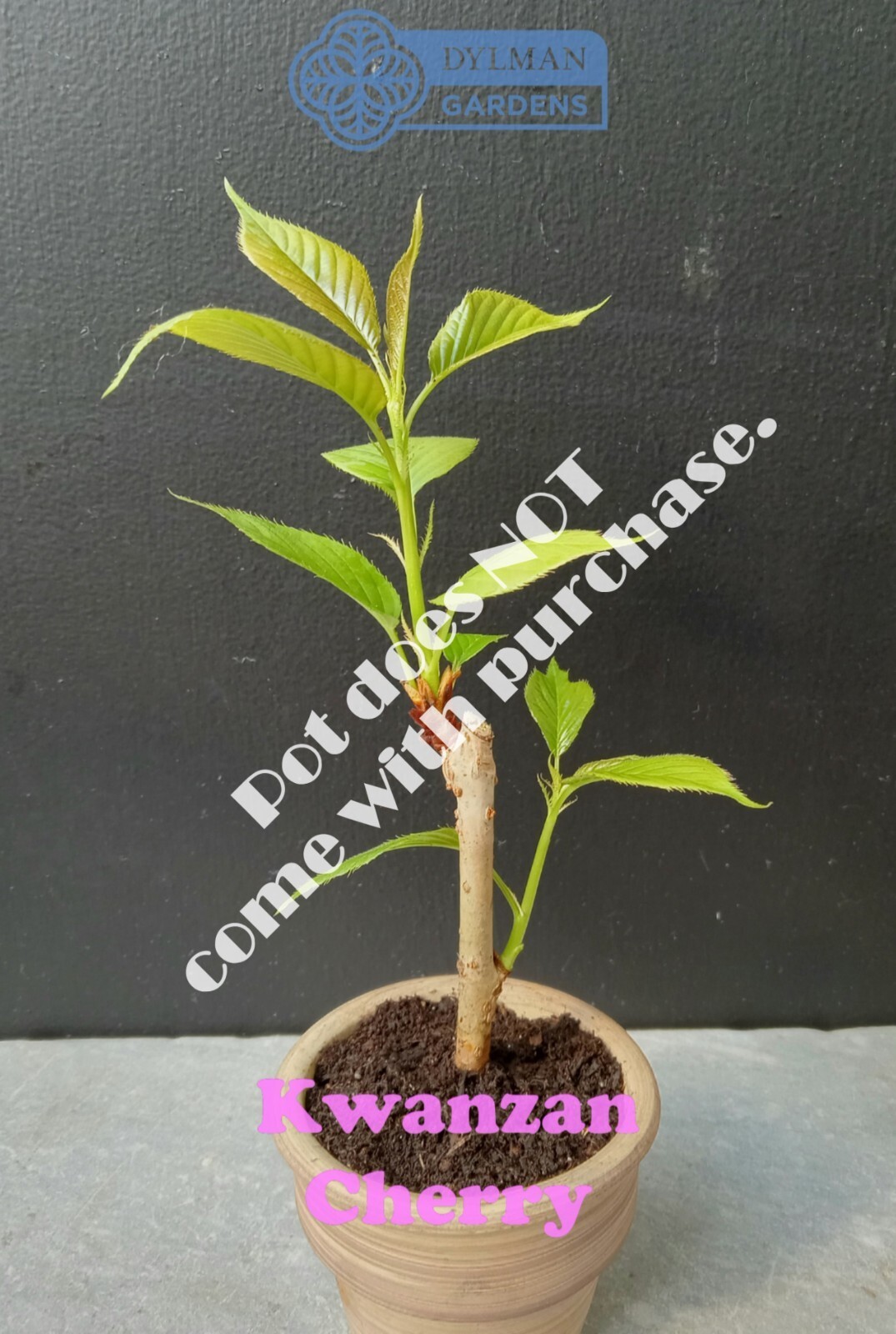 Kwanzan Cherry Tree (Prunus serrulata ‘Kwanzan’) Ornamental – Multiple Sizes