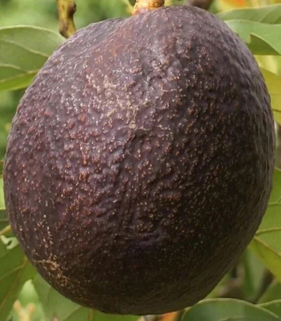 MARIA BLACK Dwarf Avocado ~3Ft Grafted Tree 3Gal Pot Ship UPS Overnight
