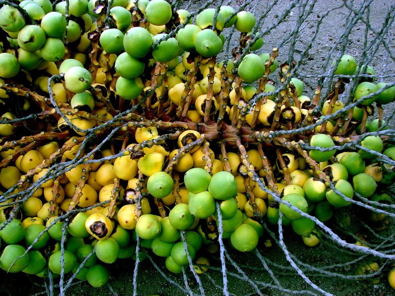 Chilean Wine Palm Tree Seeds (Jubaea chilensis) Largest Palm in World, Hardy-8